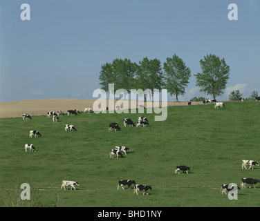 Kühe grasen in Feld, biei-machi, Hokkaido, Japan Stockfoto