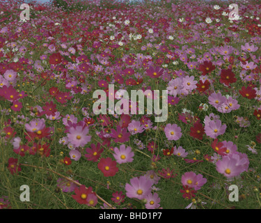 Cosmos Blumen in der Wiese, Miyazaki Präfektur, Japan Stockfoto