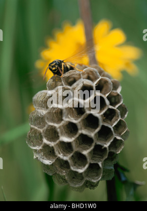 Wasp wasp Nest auf der Stockfoto