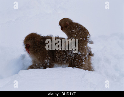 Japanische macaque Baby reiten auf Mütter zurück, Präfektur Nagano, Japan Stockfoto