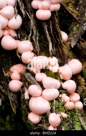 Wolfs Euter Pilze (Lycogala Epidendrum), wachsen auf einem Baumstumpf tot Kiefer (Pinus Sylvestris), in Glenmore Forest. Stockfoto