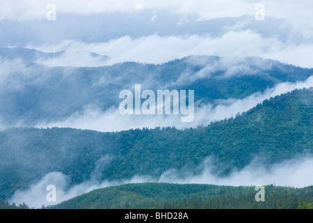 Nebel im Wald, Norikura Plateau, Präfektur Nagano, Japan Stockfoto