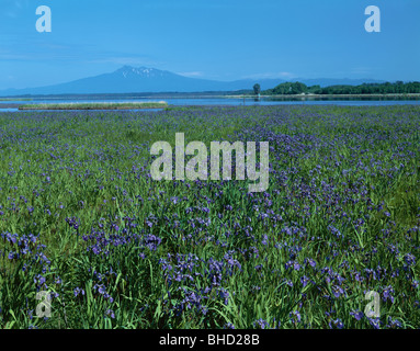 Bereich der blühenden Sibirische schwertlilien am See Tofutsu, Kitahama, Hokkaido, Japan Stockfoto