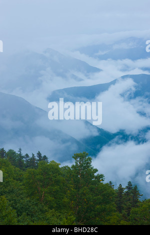 Nebel im Wald, Norikura Plateau, Präfektur Nagano, Japan Stockfoto