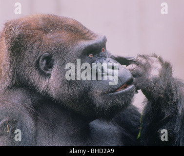 Close-up Gorilla Stockfoto