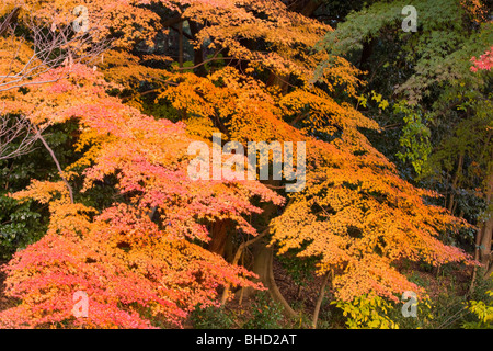 Herbstliche Blätter Stockfoto