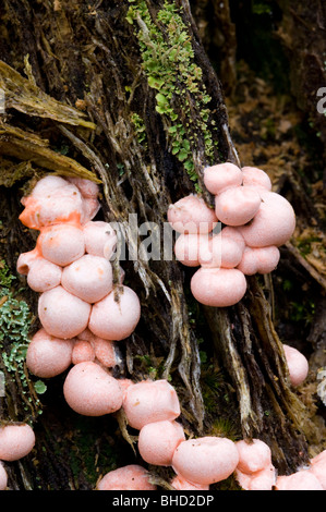 Wolfs Euter Pilze (Lycogala Epidendrum), wachsen auf einem Baumstumpf tot Kiefer (Pinus Sylvestris), in Glenmore Forest. Stockfoto