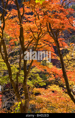 Die herbstlichen Wald, Tateyama, Takashima, Präfektur Shiga, Japan Stockfoto