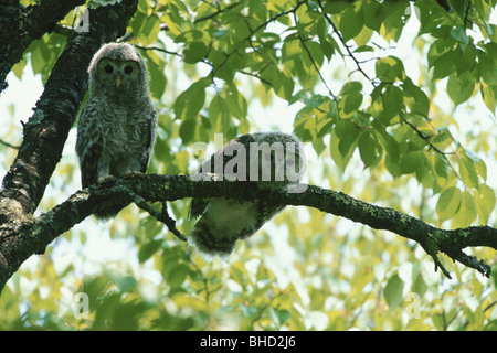 Ural Bezeichnung thront auf Zweig Stockfoto