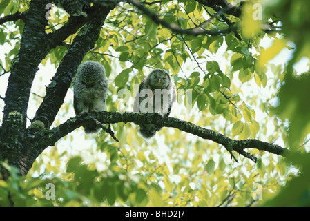 Ural Bezeichnung hocken auf Zweig Stockfoto