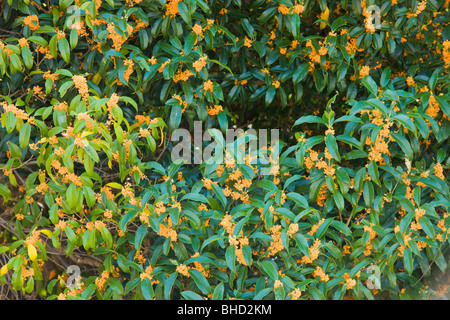 Orange Sweet Olive Blumen Stockfoto