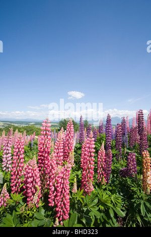 Wiese der blühenden Lupinen Blumen, Biei, Hokkaido, Japan Stockfoto