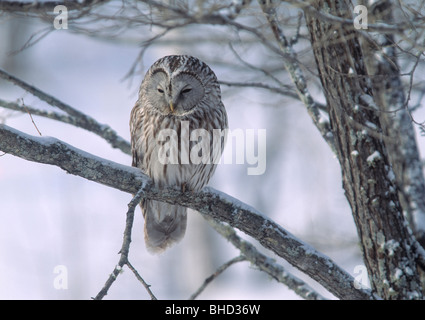 Ural Eule auf Ast, Kushiro, Hokkaido, Japan Stockfoto