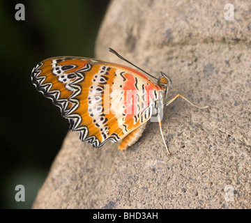 Malay Florfliege Schmetterling ruht Cethosia bibilis Stockfoto