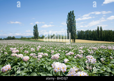 Blühende Kartoffelfeld und Pappeln, Biei, Hokkaido, Japan Stockfoto