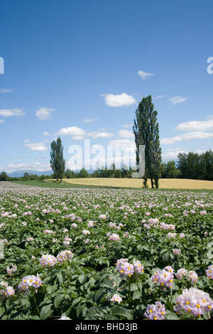 Blühende Kartoffelfeld und Pappeln, Biei, Hokkaido, Japan Stockfoto