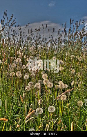Löwenzahn und Wildgras, Island Stockfoto