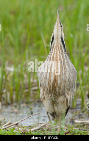 Amerikanische Rohrdommel (Botaurus Lentiginosus) stehen im typischen camouflage Position im Rasen. Stockfoto