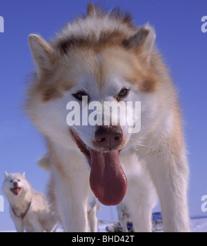 Husky Schlittenhunde, Cambridge Bay, Kanada Stockfoto