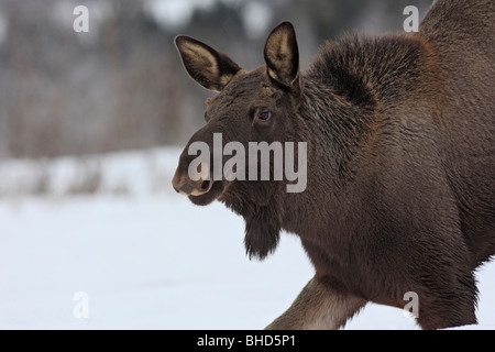 Elch, europäischer Elch (Alces Alces), jung (neun Monate alt) im Winter. Stockfoto