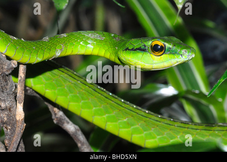 Grüne Ranke Schlange (Oxibelis Fulgidus) costarica. Stockfoto