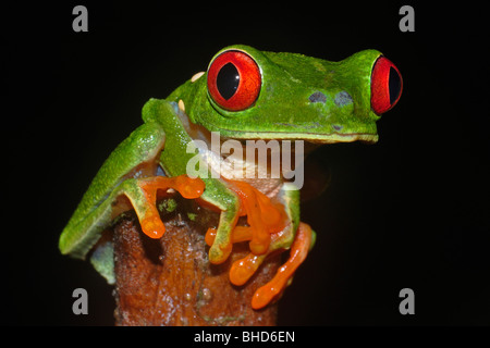 Rote Augen Laubfrosch (Agalychnis Callidryas) Atlantic Hang, Costa Rica. Stockfoto