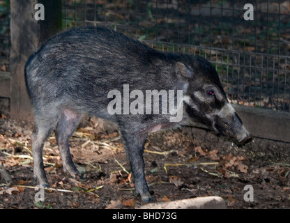 Visayan Warty Schwein (Sus Cebifrons) Stockfoto