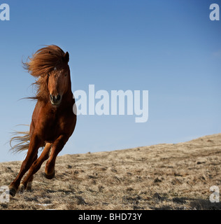 Black Stallion ausgeführt, Island Stockfoto