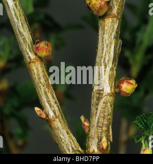 Schwarze Johannisbeere Gall Mite (Cecidophyopsis Ribis) große Knospe Schäden an junge schwarze Johannisbeere Blätter Stockfoto