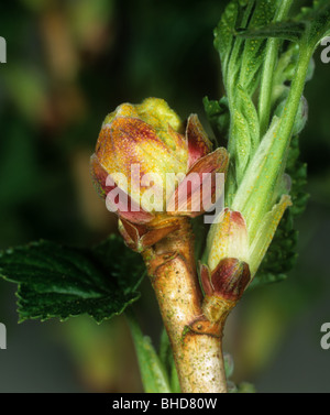 Schwarze Johannisbeere Gall Mite (Cecidophyopsis Ribis) große Knospe Schäden an junge schwarze Johannisbeere Blätter Stockfoto