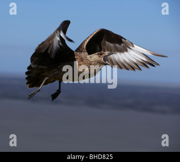 Great Skua, Island Stockfoto