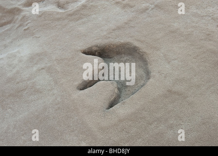 Dinosaurier-Fußabdruck in North Carolina Museum of Natural Sciences, Raleigh, North Carolina Stockfoto