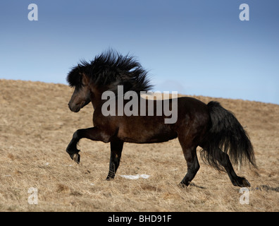 Black Stallion ausgeführt, Island Stockfoto