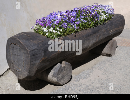 Hohle Log Pflanzer gefüllt mit schönen lila Viola Stiefmütterchen Blüten Valle d ' Aosta Italien hohlen LOG PFLANZER VIOLA Blumen Stiefmütterchen Stockfoto