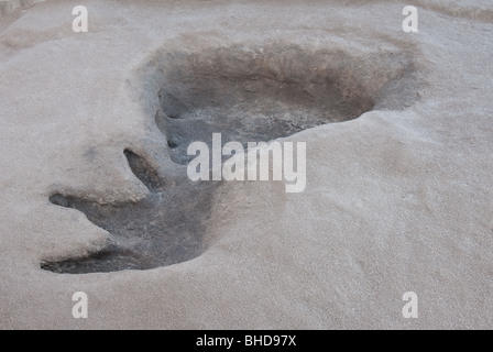 Dinosaurier-Fußspuren an North Carolina Museum of Natural Sciences, Raleigh, North Carolina Stockfoto