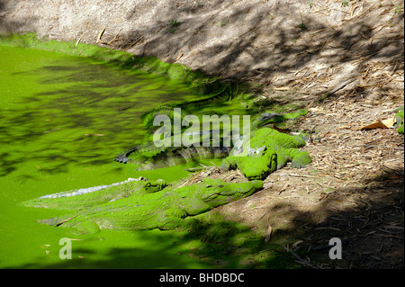 Das Krokodil in den Fluss warten auf Beute. Stockfoto