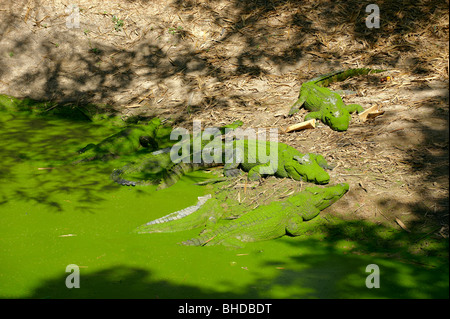 Das Krokodil in den Fluss warten auf Beute. Stockfoto