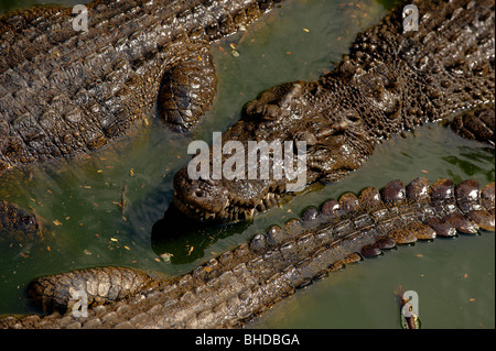 Das Krokodil in den Fluss warten auf Beute. Stockfoto