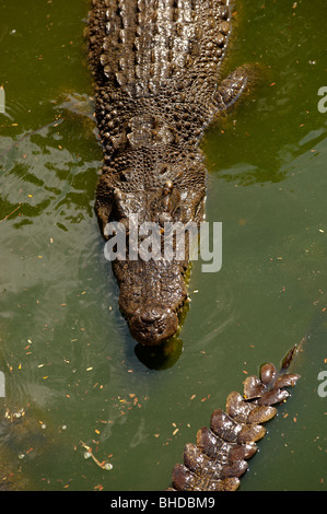 Das Krokodil in den Fluss warten auf Beute. Stockfoto