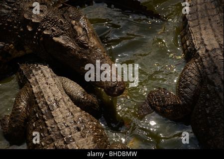 Das Krokodil in den Fluss warten auf Beute. Stockfoto