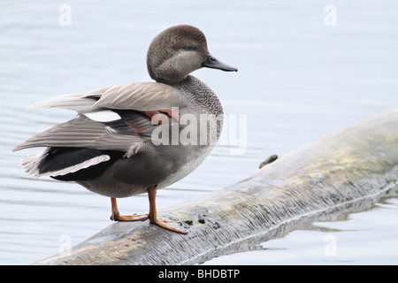 Gadwall stehend auf einem Baumstamm in einem Feuchtgebiete in Portland, Oregon Stockfoto