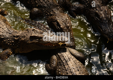 Das Krokodil in den Fluss warten auf Beute. Stockfoto