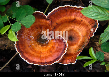 Pilze in Uganda-Afrika Stockfoto