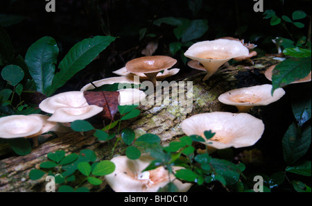 Pilze in Uganda-Afrika Stockfoto