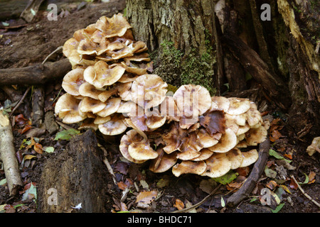 Hallimasch Armillaria Mellea, Physalacriaceae Stockfoto