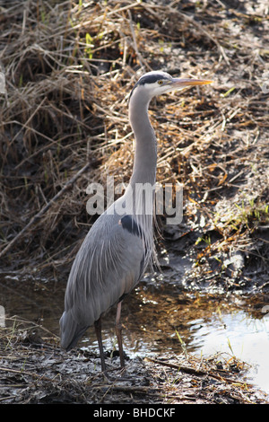 Great Blue Heron stehen entlang eines Baches in Oregon Stockfoto