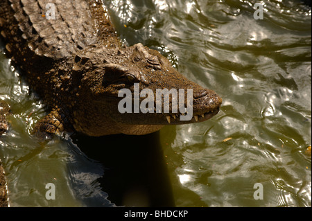 Das Krokodil in den Fluss warten auf Beute. Stockfoto