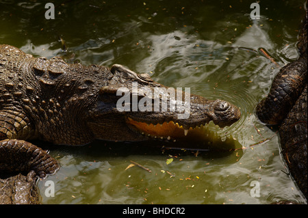 Das Krokodil in den Fluss warten auf Beute. Stockfoto
