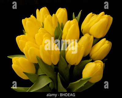 Reihe von lebhaften gelben Tulpen vor einem schwarzen Hintergrund (Tulipa) Stockfoto