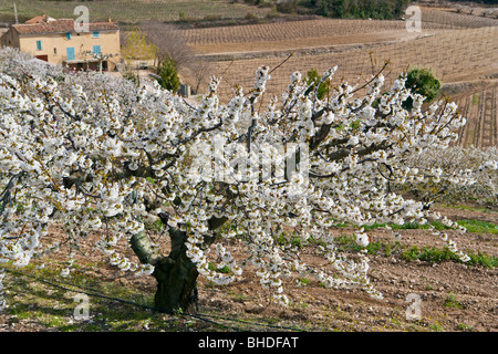 Kirsche blüht und Weinberg, Comtat Vinaissin, Vaucluse, Provence, Frankreich Stockfoto